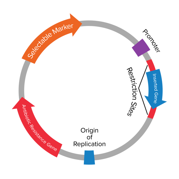 Plasmid Map_00000 Plasmid Map_00000