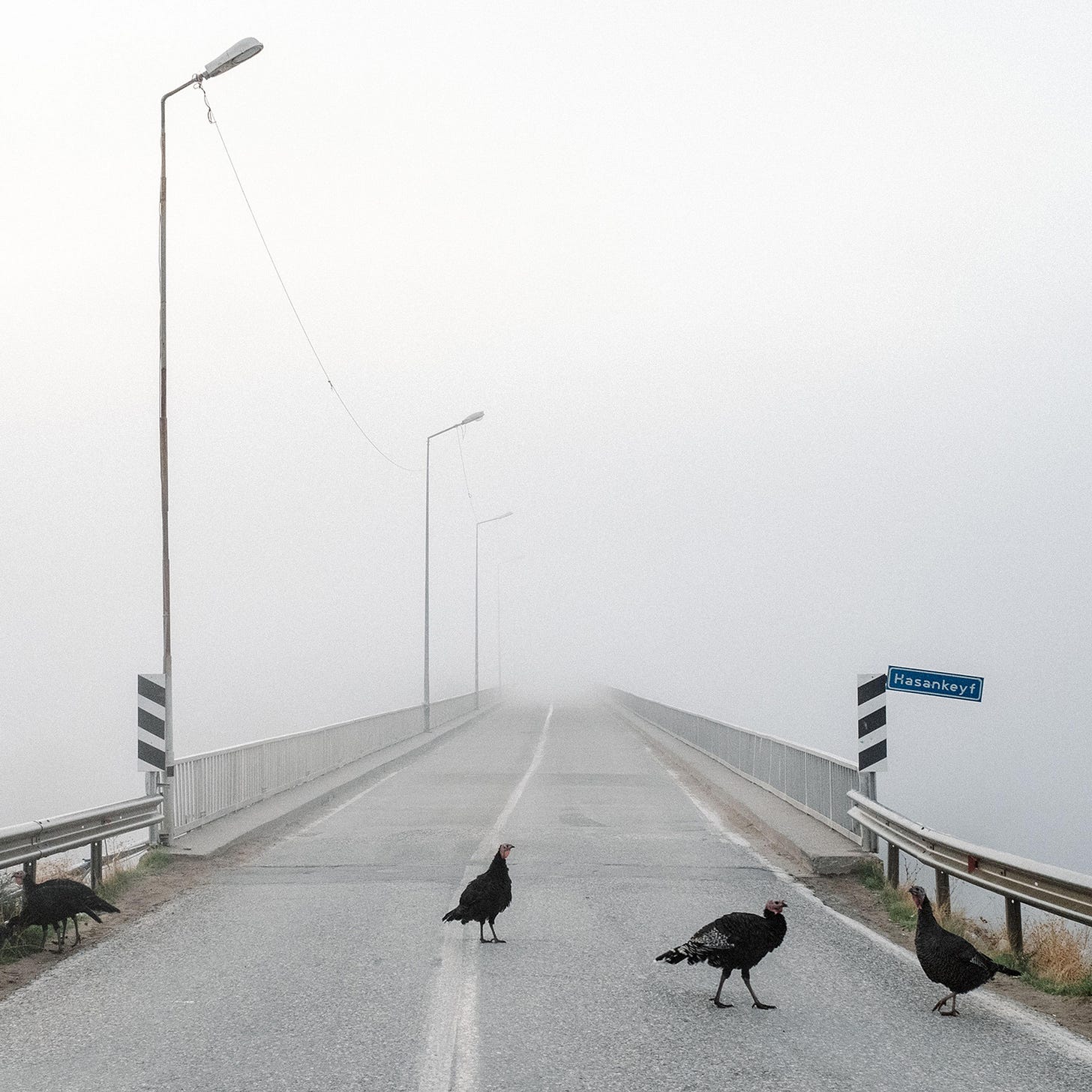 Turkeys crossing a foggy bridge with lamp posts, guardrails and a “Hasankeyf” sign visible. Turkeys crossing a foggy bridge with lamp posts, guardrails and a “Hasankeyf” sign visible.