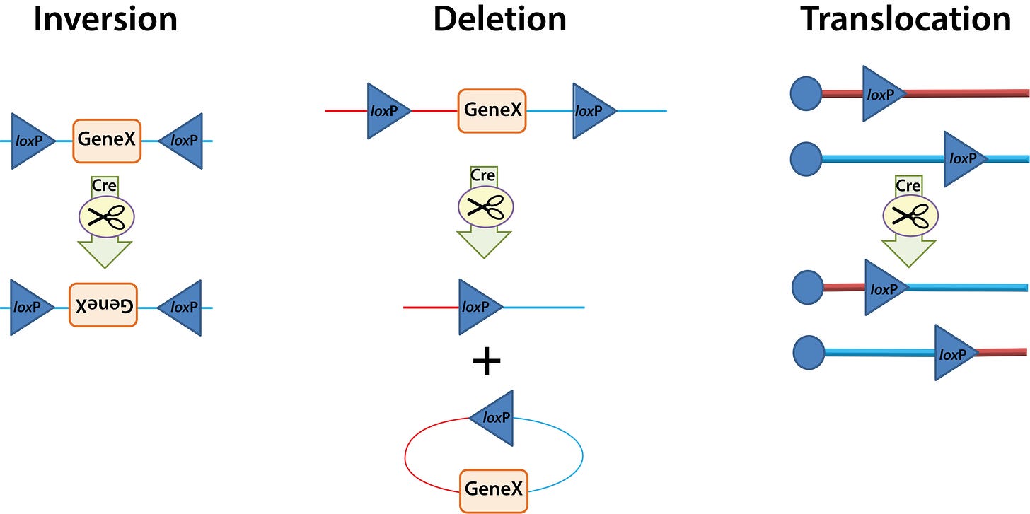 Creating Recombination: How Cre-Lox Works — Six Foot Science