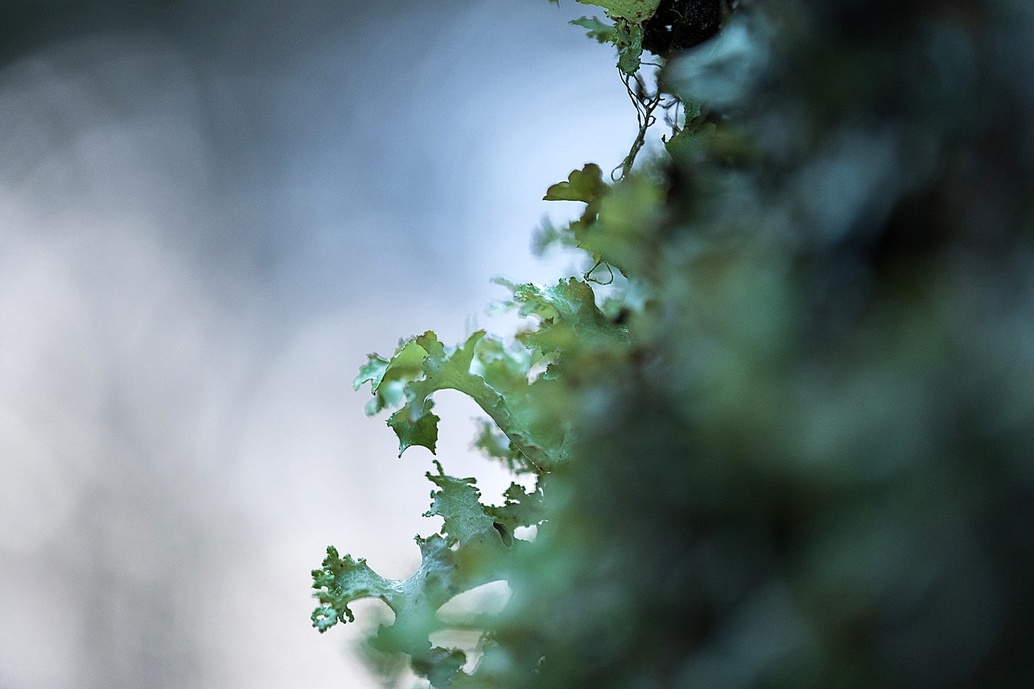 A profile view of frilly, sea-foam green lichen attached to a dark birch trunk, with a soft, ethereal bokeh background of silver and blue light.