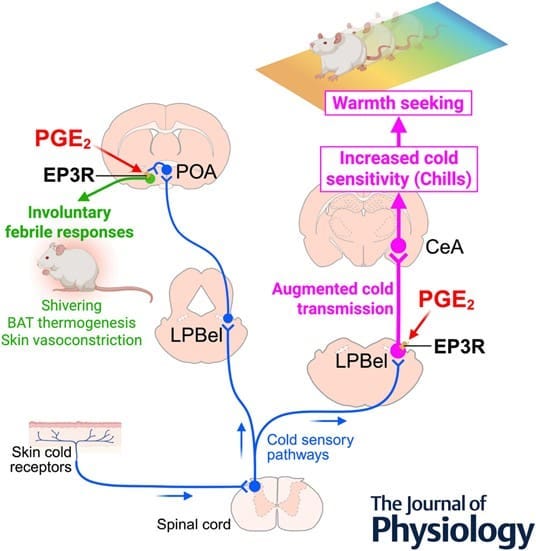 pge2 chills warmth seeking brain pathway