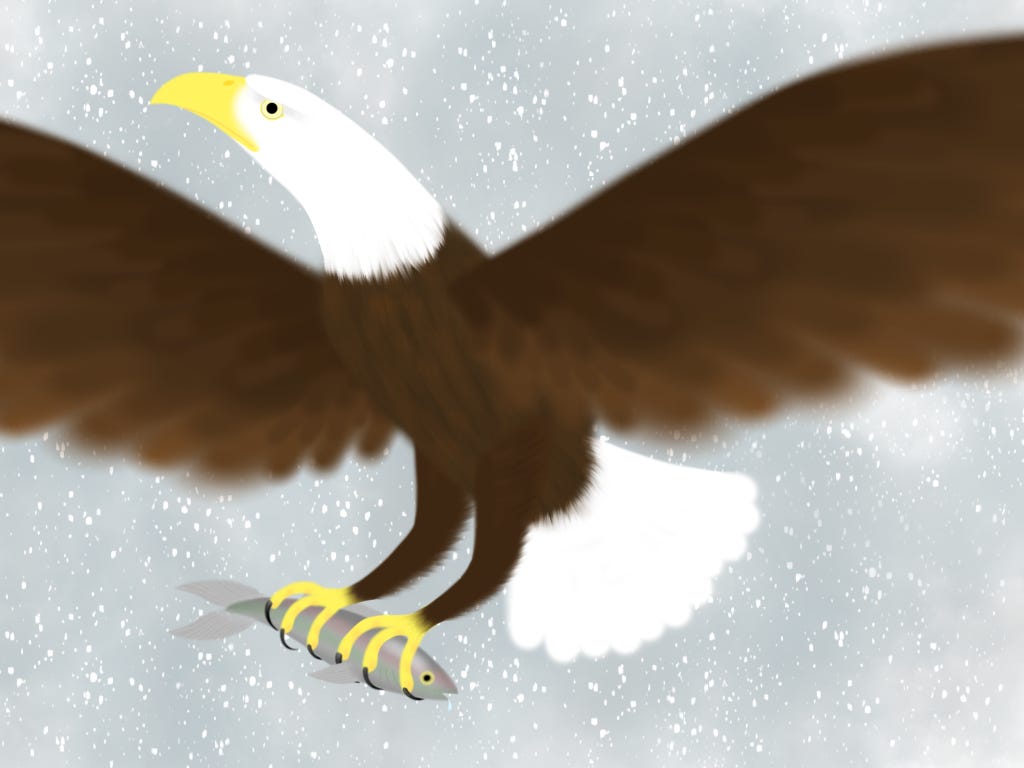 Bald_Eagle