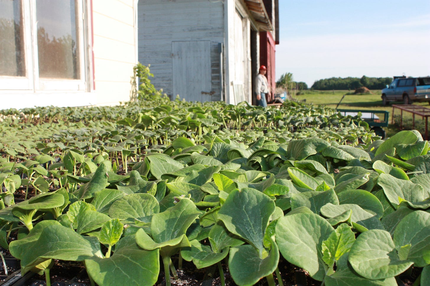 seedlings at the Genuine Faux Farm