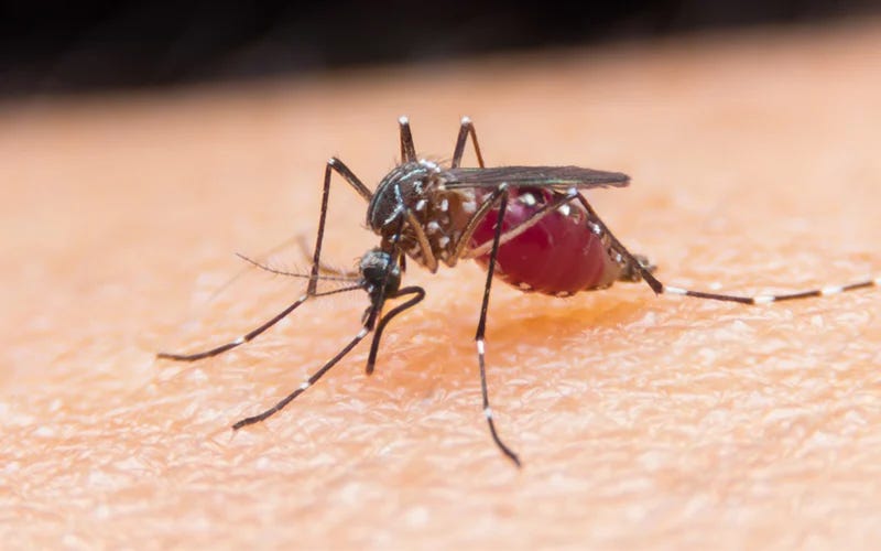 WHO recommends malaria vaccine rolling out next year | FMT WHO recommends malaria vaccine rolling out next year | FMT