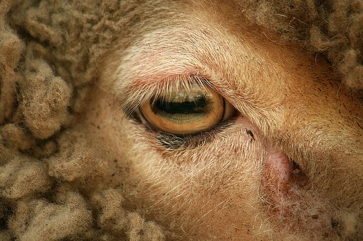 Cat eye and sheep eye. Sources: Pathogenhk, CC BY-SA 4.0 <https://creativecommons.org/licenses/by-sa/4.0>, via Wikimedia Commons