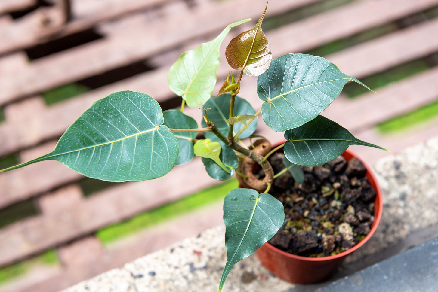 ID: Twisty ficus religiosa bonsai