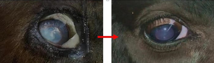 calves infectious keratoconjunctivitis