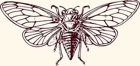 The Cicada