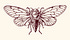 The Cicada