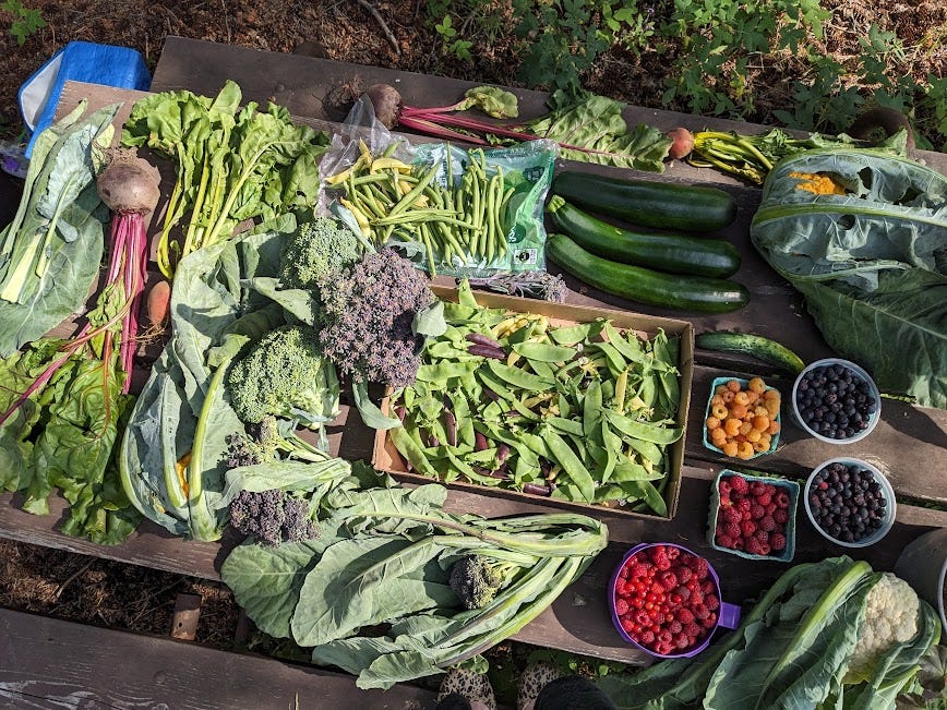 picnic table of u-pick produce and berries