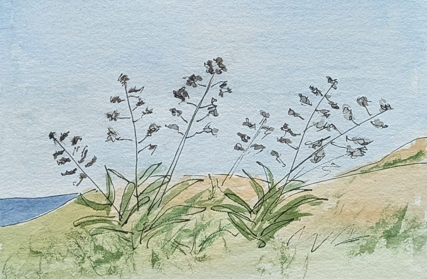 A loose ink-and-watercolour illustration of agave plants on a coastal hillside. Three flowering stalks rise at different angles from spiky green rosettes, their small clustered blooms sketched lightly in black. The land slopes gently toward the sea, with soft sandy and green washes in the foreground and a pale blue sky above. The plants lean in different directions, conveying wind, movement, and unmanicured growth. A loose ink-and-watercolour illustration of agave plants on a coastal hillside. Three flowering stalks rise at different angles from spiky green rosettes, their small clustered blooms sketched lightly in black. The land slopes gently toward the sea, with soft sandy and green washes in the foreground and a pale blue sky above. The plants lean in different directions, conveying wind, movement, and unmanicured growth.