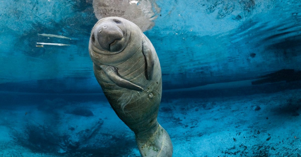 Manatees Are No Longer Endangered Species, Feds Say | Time Manatees Are No Longer Endangered Species, Feds Say | Time