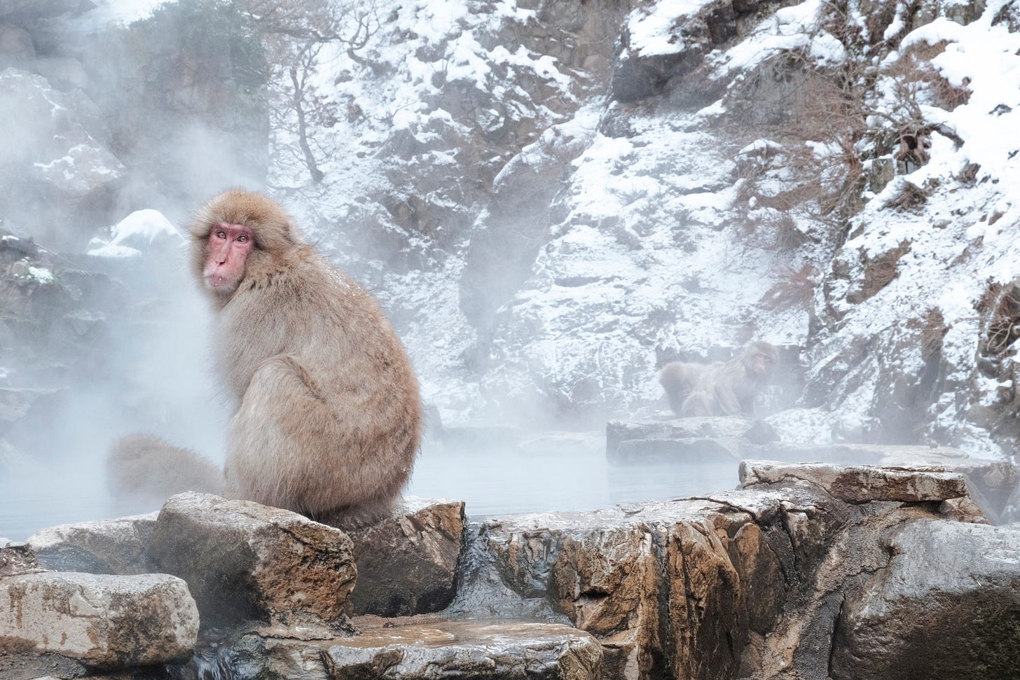 a group of snow monkeys bathe at Jigokudani Monkey Park in Nagano, Japan