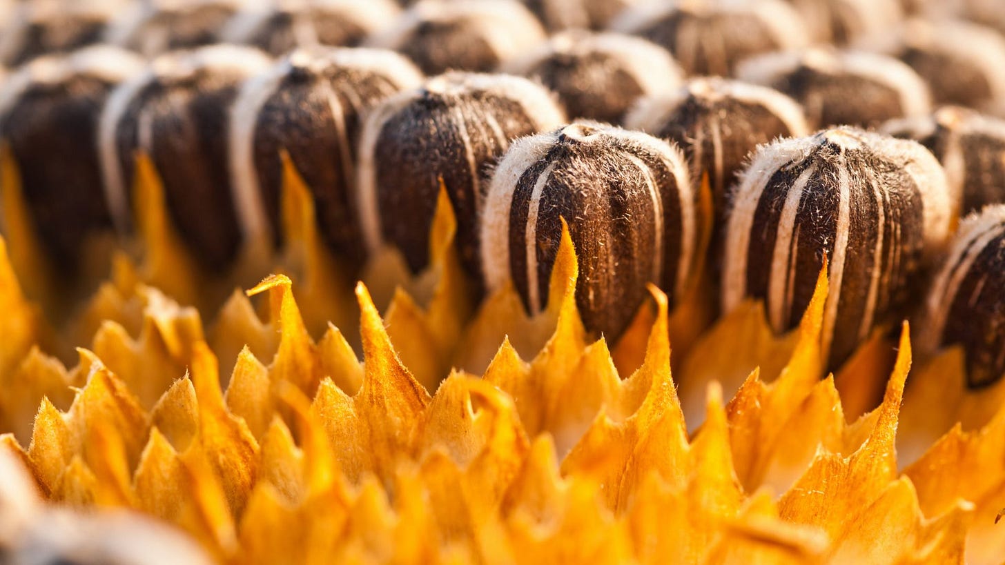 Close up image of rows of sunflower seeds in a drying sunflower head