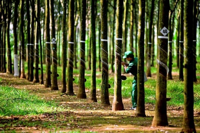 Lợi nhuận ngành cao su, săm lốp trước cảnh được mùa mất giá | Vietstock