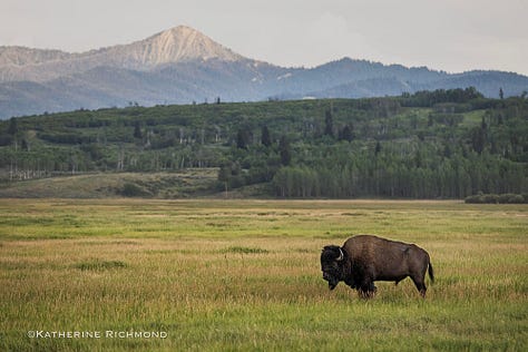 Photo 1- Mama and baby moose in tall grass; Photo 2- Lone bison against mountain backdrop; Photo 3- her of bison; Photo 4- 2 male bison locked heads during the bison rut; Photo 5- bison herd among the dust they kicked up; Photo 6- Mama and baby bison against the mountain backgdrop
