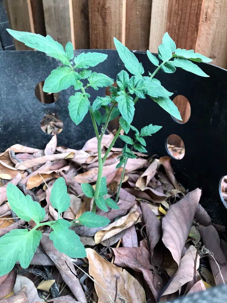 a rogue tomato plant growing in the compost bin