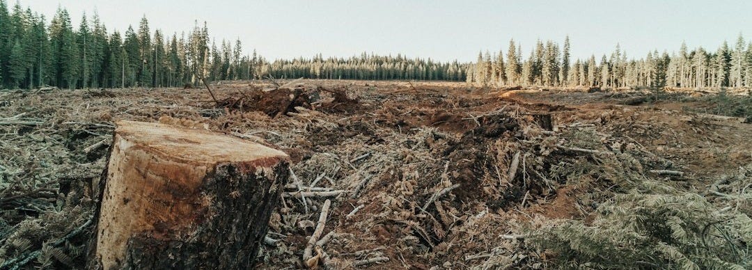 A large tree stump in a clear-cut forest with distant pine trees A large tree stump in a clear-cut forest with distant pine trees