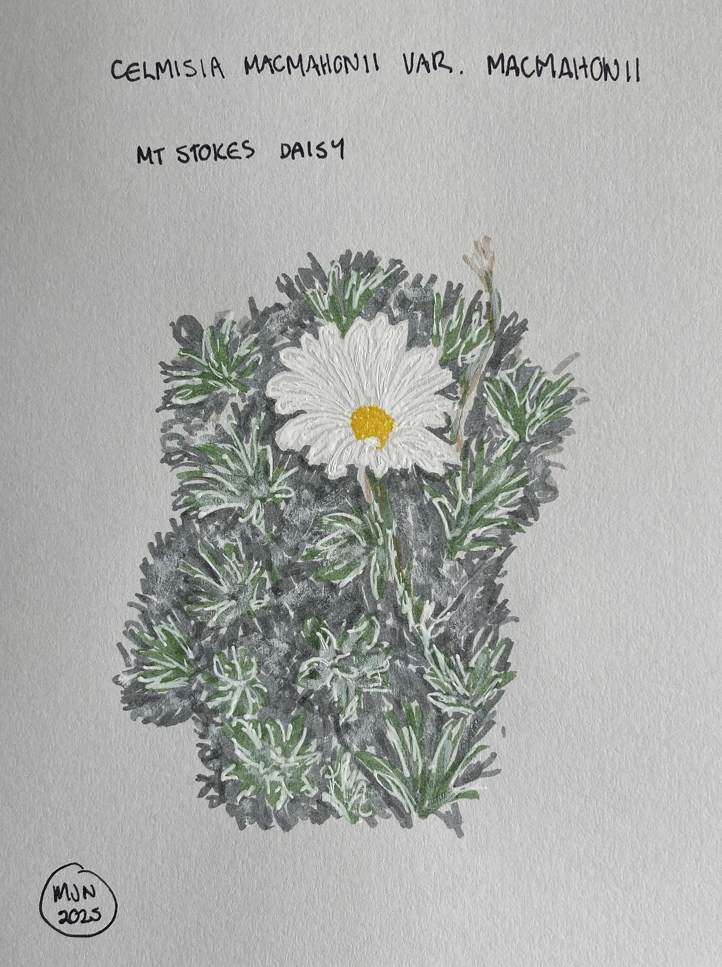 A felt pen drawing of a white daisy with yellow centre above tufts of grey-green leaves with grey between tufts