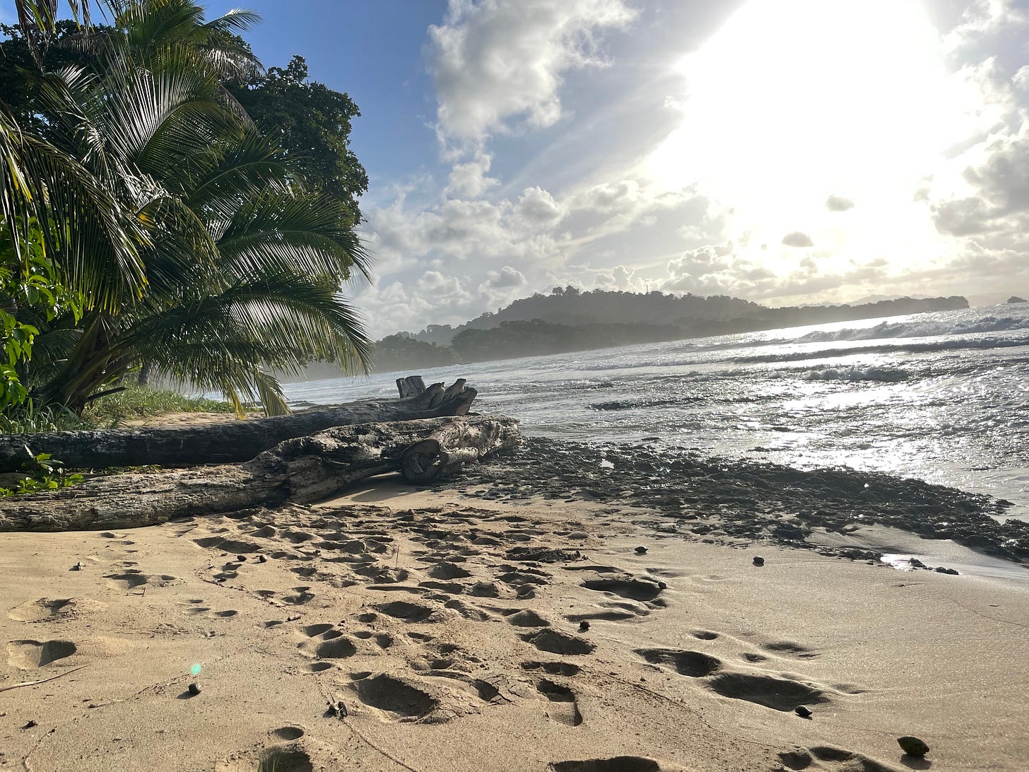 Sunny beachfront day in costa rica, a green palm tree stretching towards the shoreline, and two tree logs in the foreground. Sunny beachfront day in costa rica, a green palm tree stretching towards the shoreline, and two tree logs in the foreground.