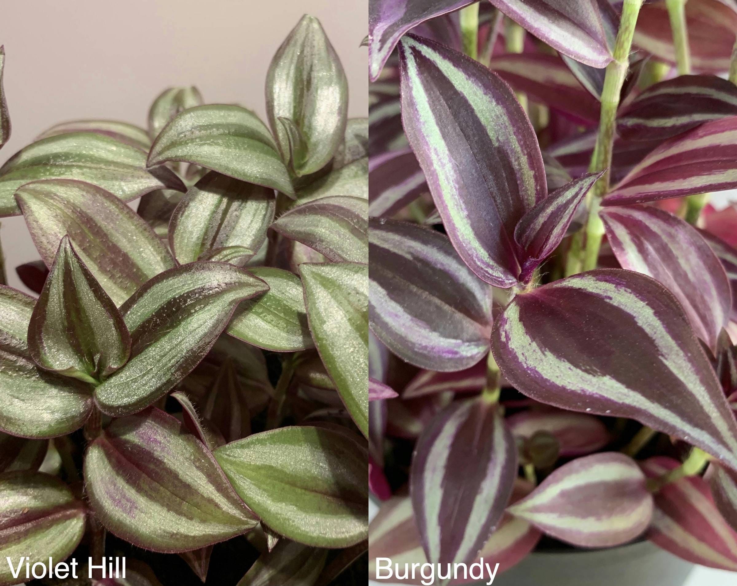 Similar yet different - Tradescantia Cultivars that look almost ...