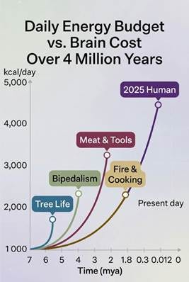 A scientific diagram titled "Daily Energy Budget vs. Brain Cost Over 4 Million Years" showing human evolution and energy expenditure.