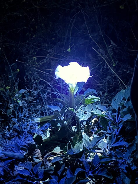 A tiny pinpoint of yellow-green bioluminescent light glowing in dark forest undergrowth, surrounded by dry twigs and roots, with electric blue light trails from a flashlight arcing across the frame.  Two long shadows of people stretch across a cracked concrete path at night, cast by bright moonlight. Wild brush lines the edge of the trail. A blue jacket is visible at the left edge of the frame. A single white moon flower glows luminously against a pitch black night sky, lit by a flashlight beam. The trumpet-shaped bloom radiates light like a small moon among dark tangled branches and blue-tinted leaves.