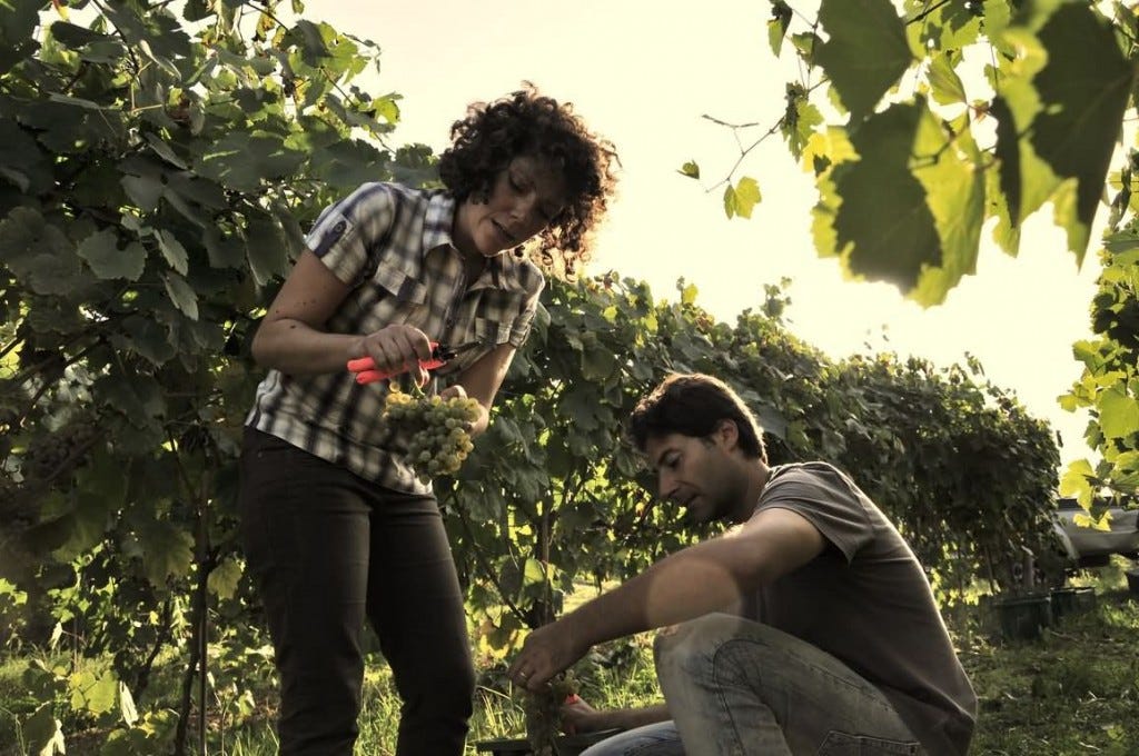 Diana & Mario harvesting (photo courtesy Cacciagalli) Diana & Mario harvesting (photo courtesy Cacciagalli)