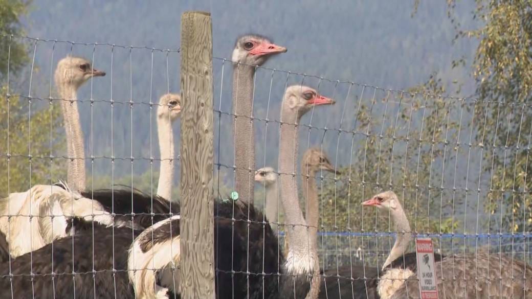 Gunshots heard as CFIA officers move in at B.C. ostrich farm at centre of  avian flu dispute | Globalnews.ca