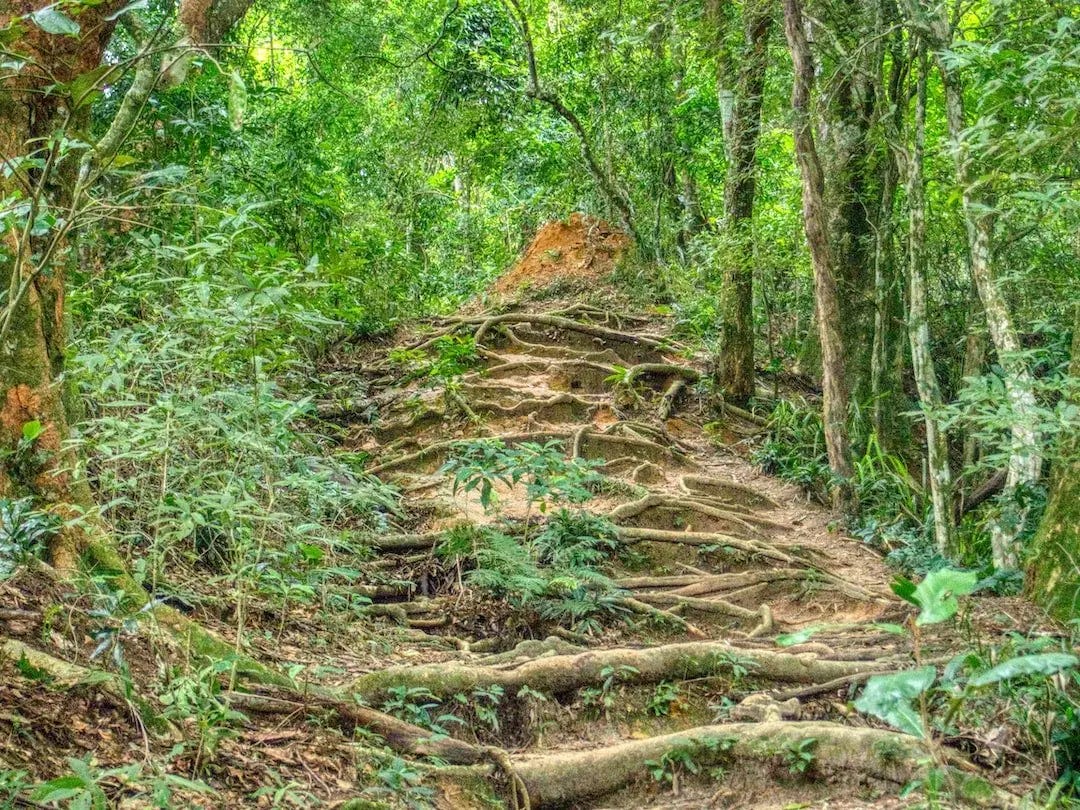 A jungle trail marked with exposed tree trunk roots