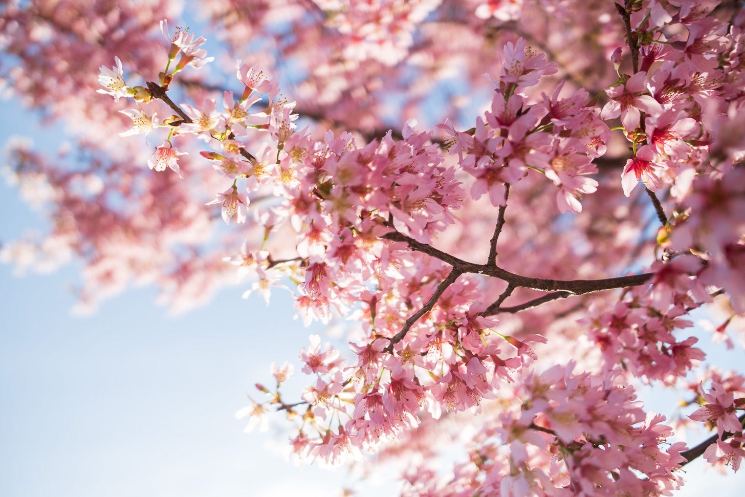 Cherry Blossom Watch Update: March 15, 2026