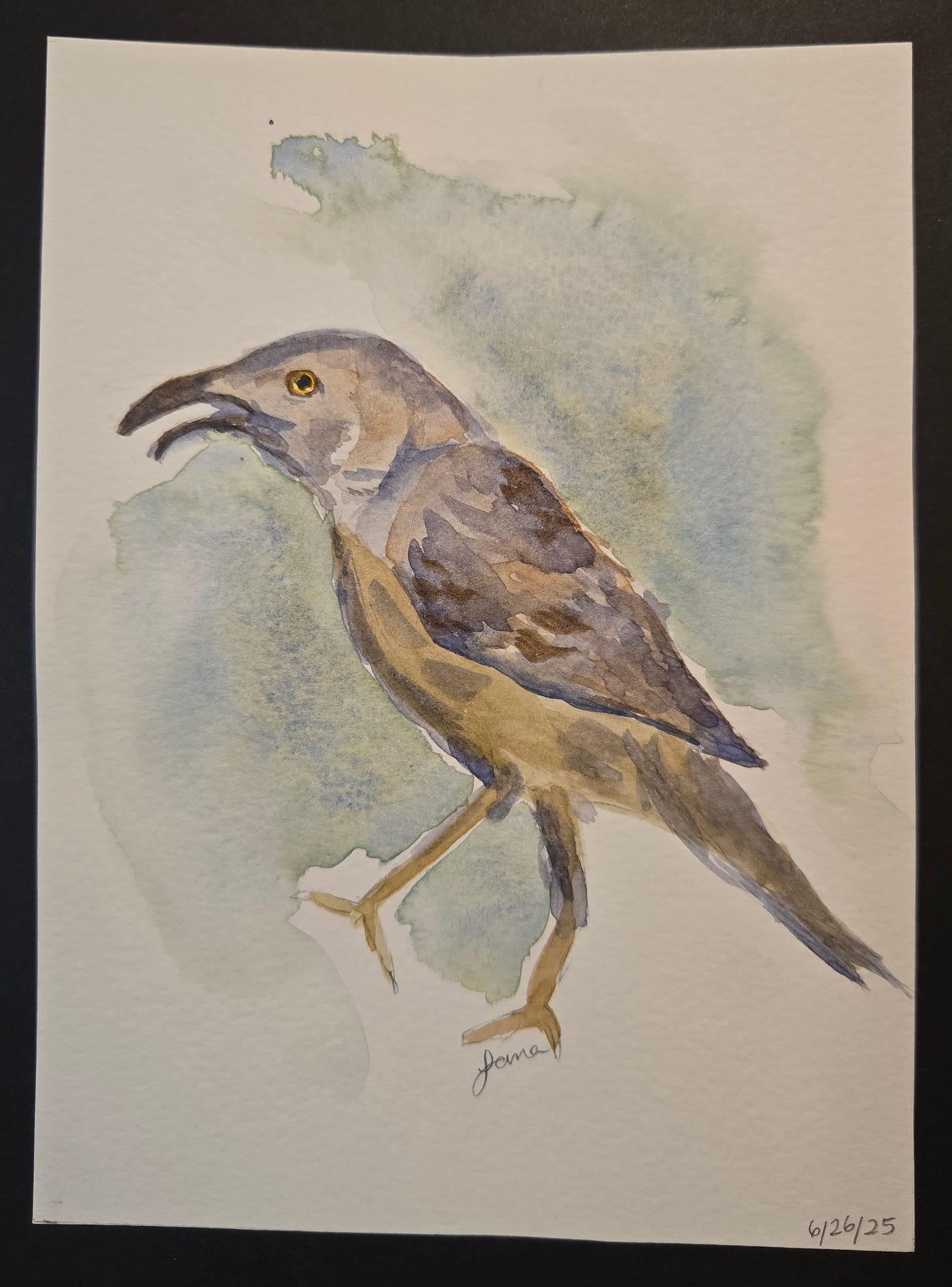 Watercolor painting of a curve-billed thrasher with gray-brown feathers and curved beak, set against a soft blue-green wash.