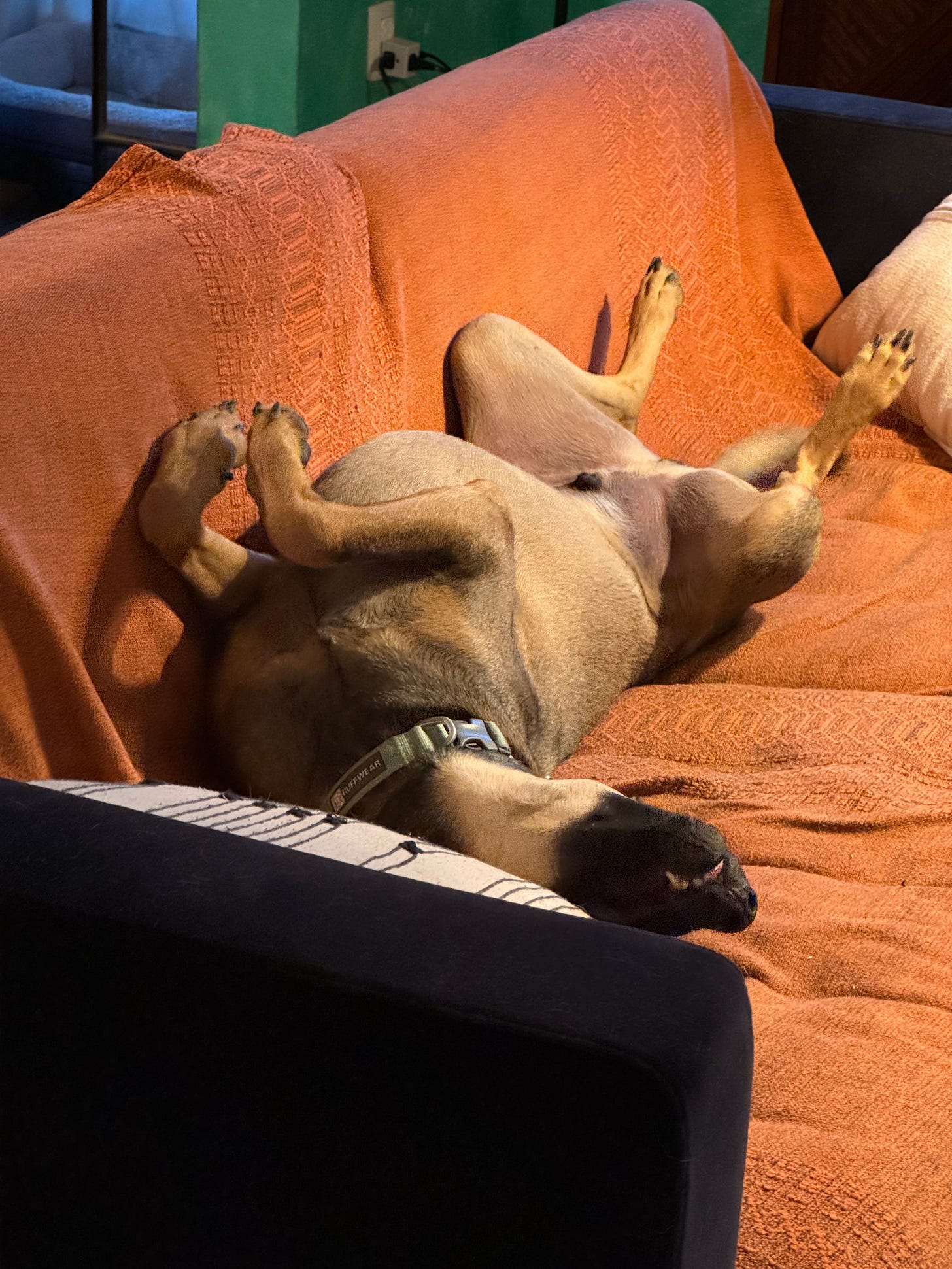 A dog with its belly in the air.