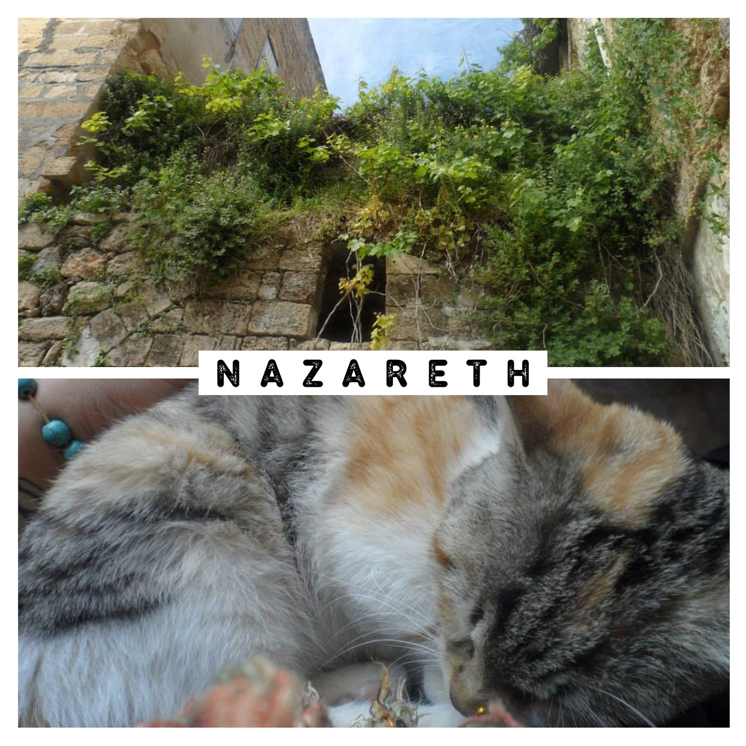 Top photo: greenery growing and dangling off the roof of a stone house in Nazareth. Bottom photo: a calico kitten curled up sleeping on my lap. Top photo: greenery growing and dangling off the roof of a stone house in Nazareth. Bottom photo: a calico kitten curled up sleeping on my lap.