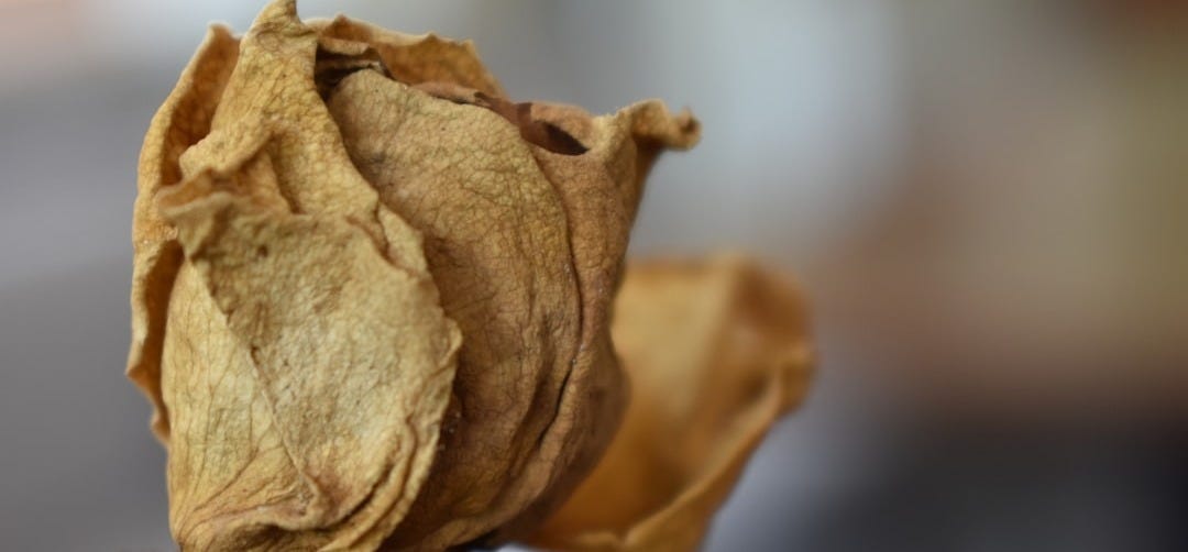 brown dried rose in close up photography
