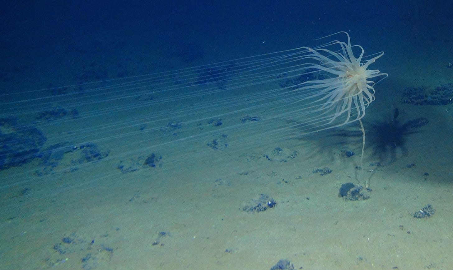 https://oceanexplorer.noaa.gov/explorations/18ccz/background/mining/media/cerianthid-hires.jpg https://oceanexplorer.noaa.gov/explorations/18ccz/background/mining/media/cerianthid-hires.jpg