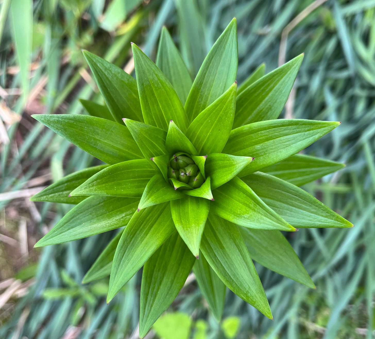 Photo taken looking down at a day lilly plant that has not yet bloomed.