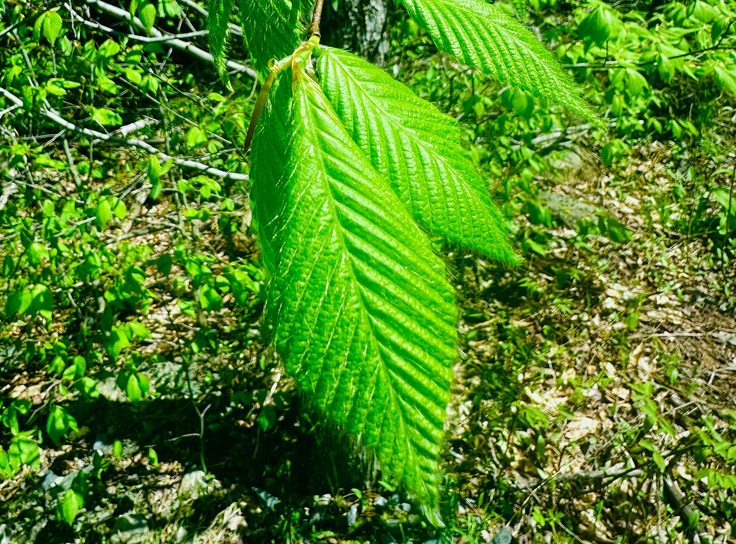 A freshly unfurled beech leaf from early May 2025. A freshly unfurled beech leaf from early May 2025.