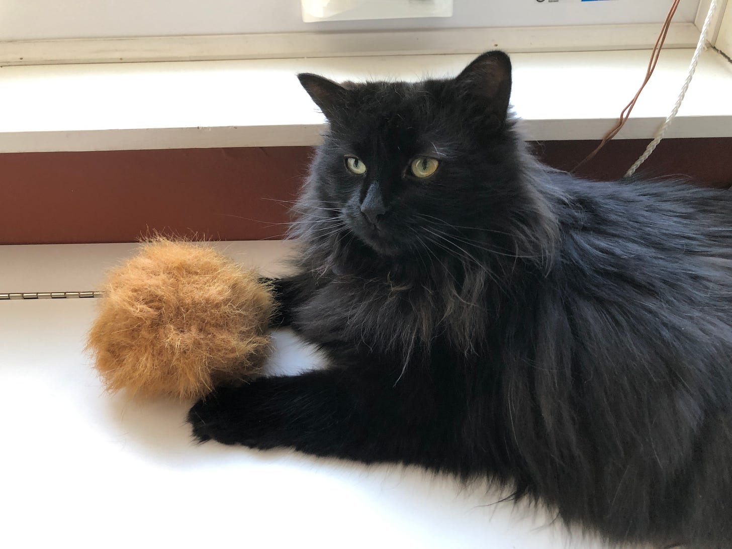 Alice, a longhaired black cat with green eyes, has caught a golden coloured tribble and is looking smug about it.