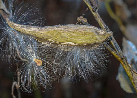 milkweed pods