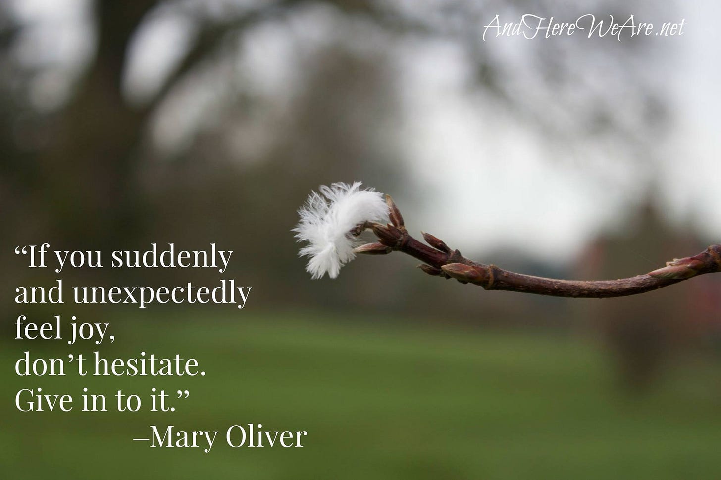Mary Oliver If You Should Find Joy - And Here We Are