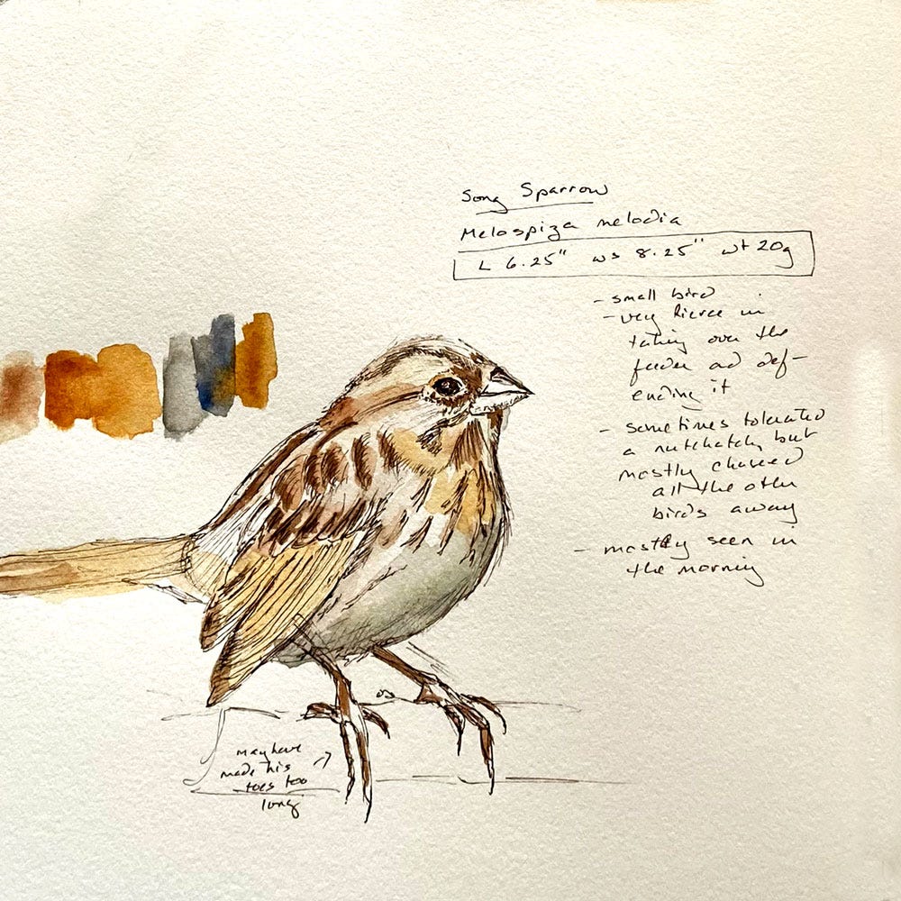 Song sparrow sketch in pen and watercolor bird nature journal Song sparrow sketch in pen and watercolor bird nature journal