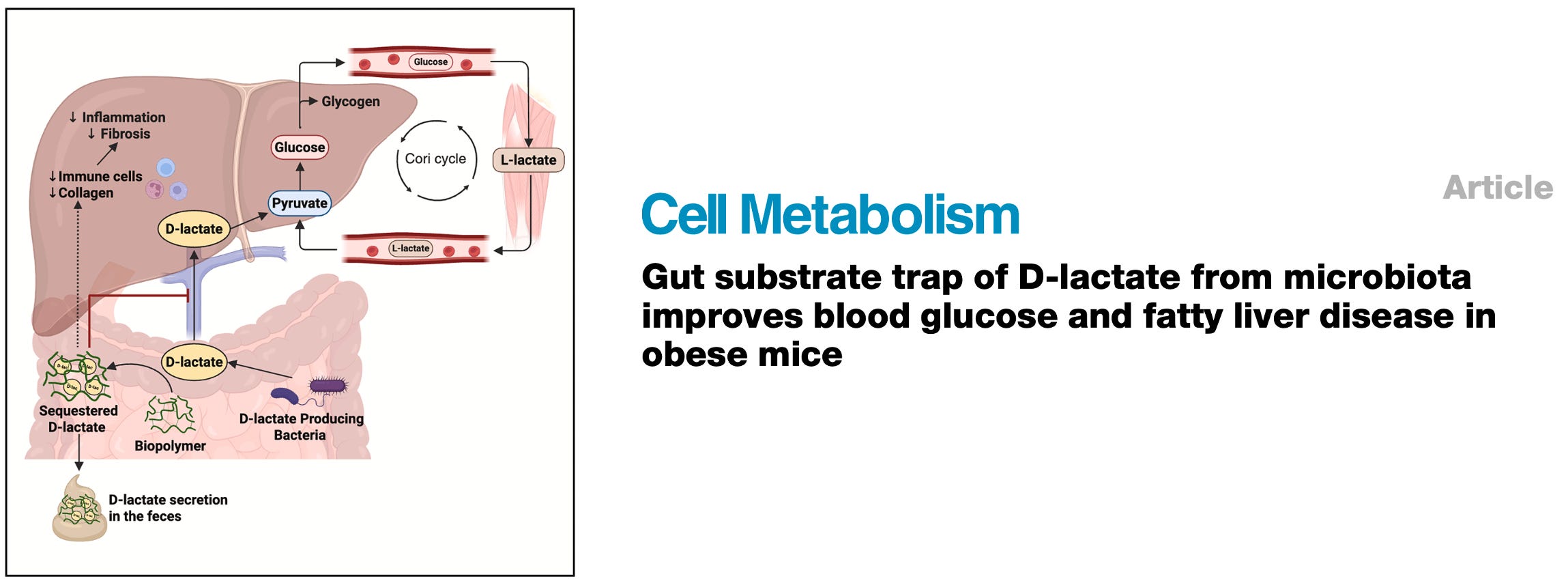 Lactate's Evil Twin Fuels Metabolic Chaos. How New Science Is Fighting ...