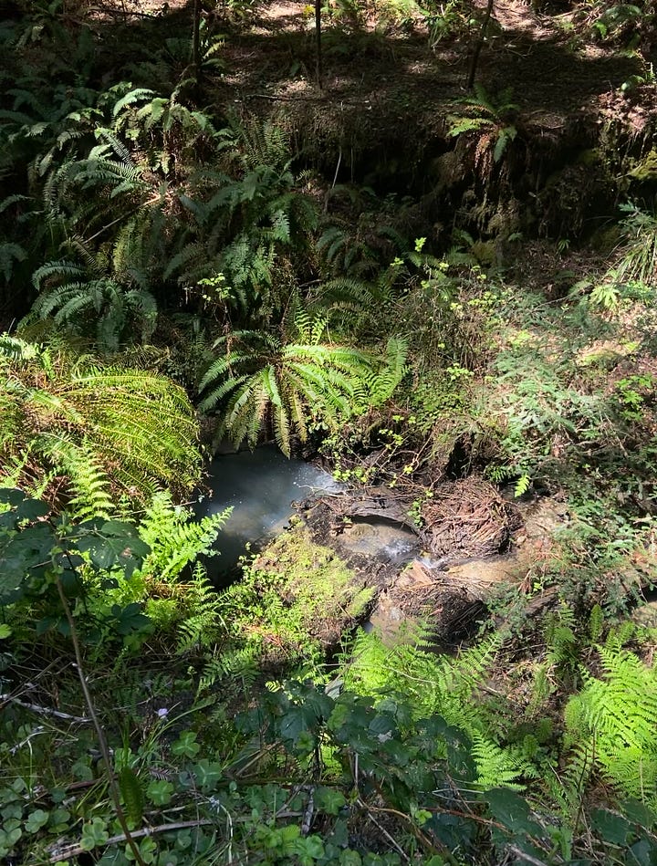 two photos side by side: the one on the right shows a small waterfall in the forest with ferns around it and dappled light. The one on the right shows purple lupins in bloom.