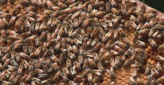 Image of honey bees. Image of honey bees.
