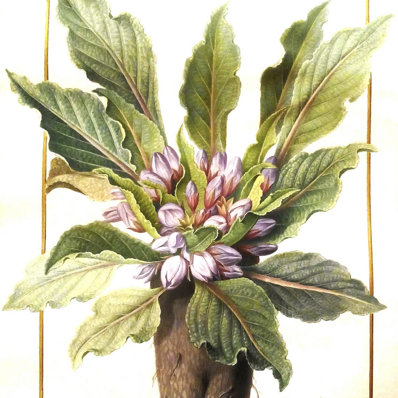 En tiempos de la mandrágora