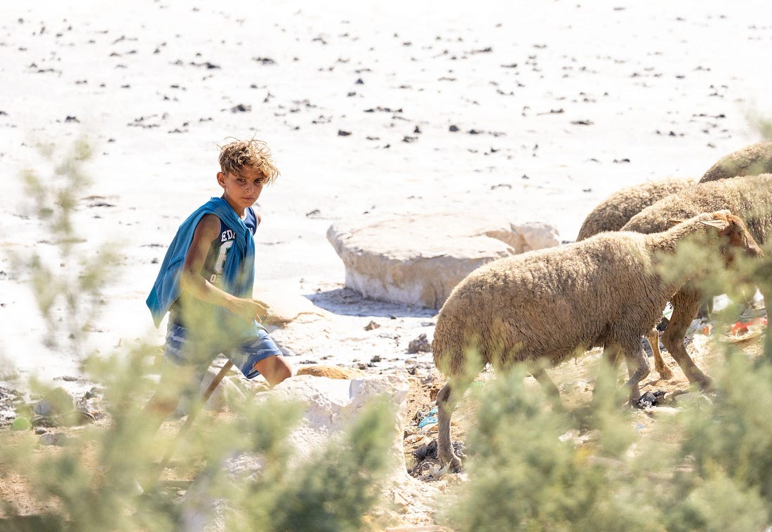 Young shepherd walking beside several sheep along the bright, salt-crusted shore of Lake Sijoumi, partially framed by shrubs in the foreground. Young shepherd walking beside several sheep along the bright, salt-crusted shore of Lake Sijoumi, partially framed by shrubs in the foreground.