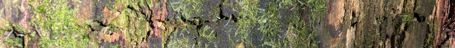 closeup of redwood tree trunk with moss