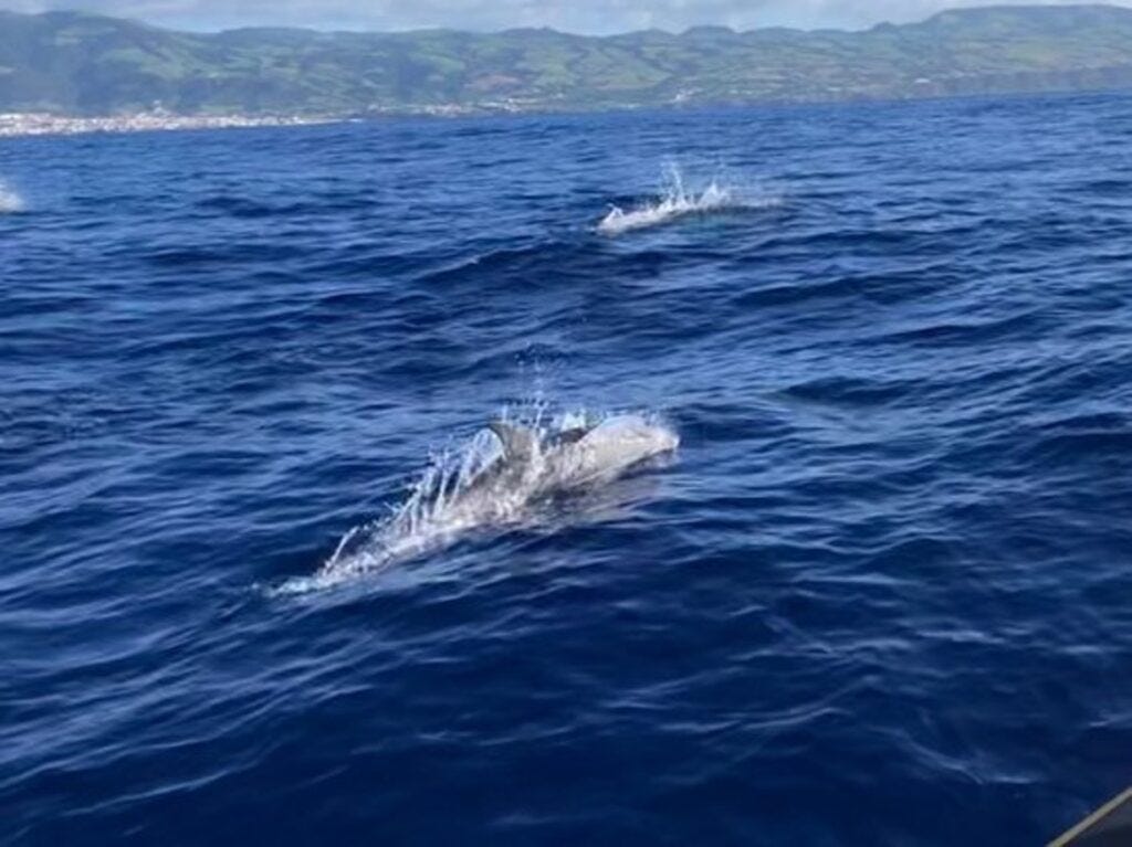 Dolpins seen near Ponta Delgada
