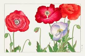 Wall Art Print | Vintage Poppy ... Wall Art Print | Vintage Poppy ...